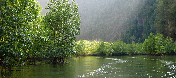 laem taeng phang nga bay river exploration